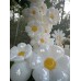 Folinis balionas “Ramunė” (63*76cm)